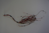 Picture of E600DLB030-007, E60-C3, E60-C3 LFTRRZAR, VIZIO 60 LED TV BACK LIGHT WIRE CABLE